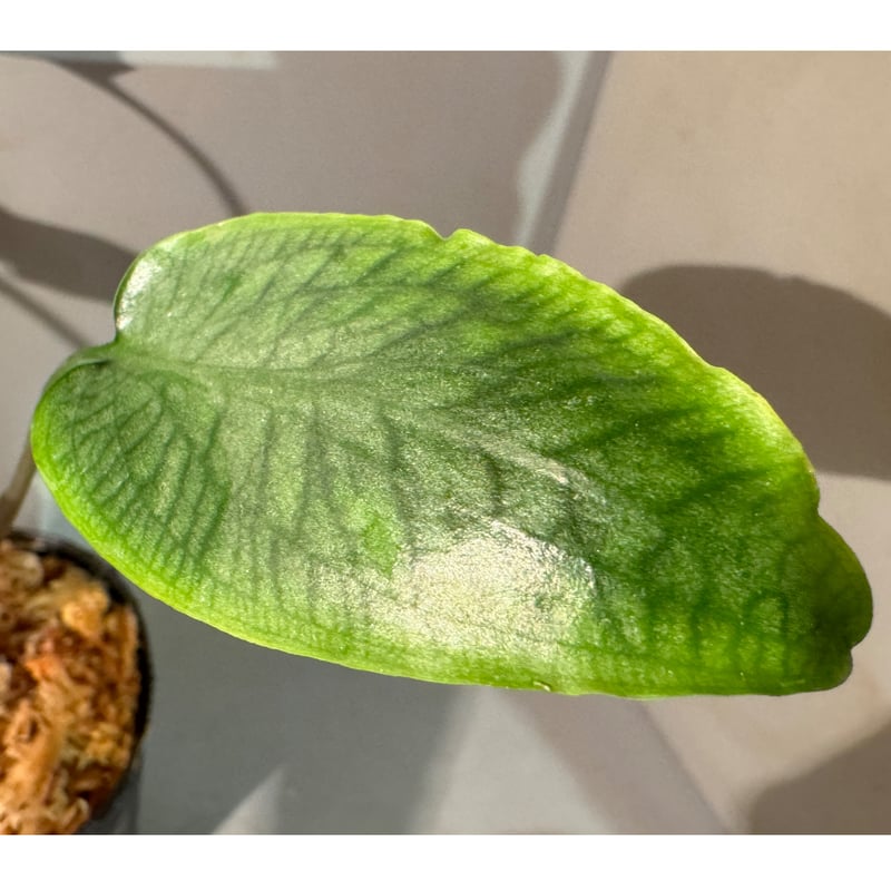 大株) Cryptocoryne joshanii from Basilan island
