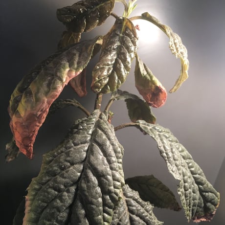 Ardisia sp. from Bengkulu [LA0315-1]