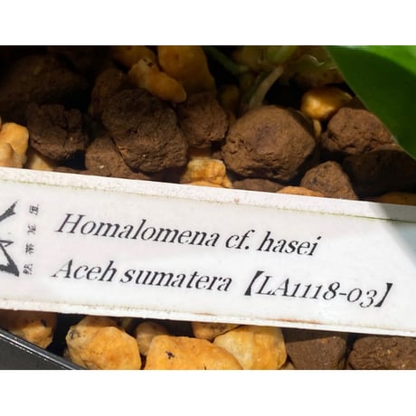 Homalomena cf. hasei from Aceh sumatera [LA1118-03]
