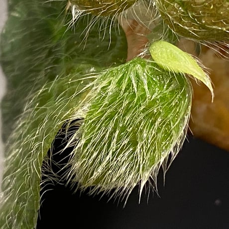 Ficus sp. from Selangor