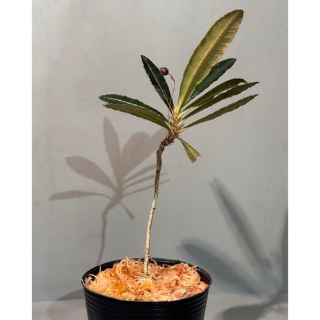 Sauvagesia serrata from West Kalimantan