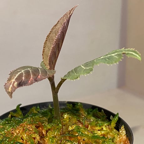 Ardisia gigantifolia [LA]