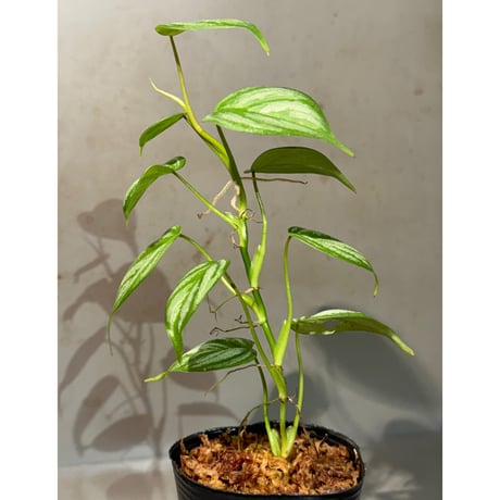 Philodendron sp. from Ecuador