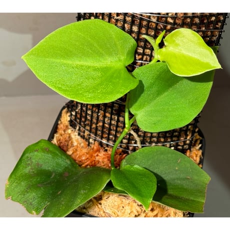 Philodendron sp. from Iquitos Peru [tanakay]