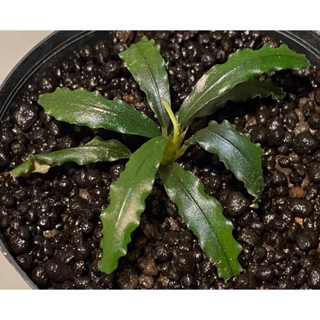 Bucephalandra micrantha "Kayulapis 1" [TB]