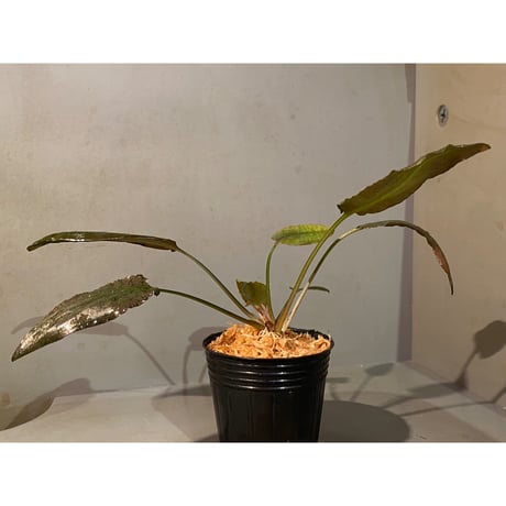 Cryptocoryne xagusii [TB]