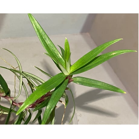 Freycinetia sp. from Murangraya [LA0515-03]