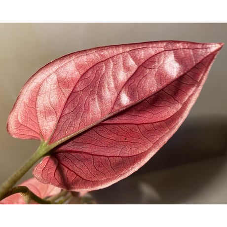 Syngonium sp. from Choco Colombia [tanakay]