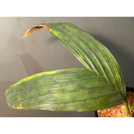 Pinanga crassipes from Sekadau