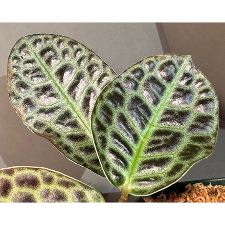Labisia sp. "Kura kura" from Kalbar [AZ1122-otr]