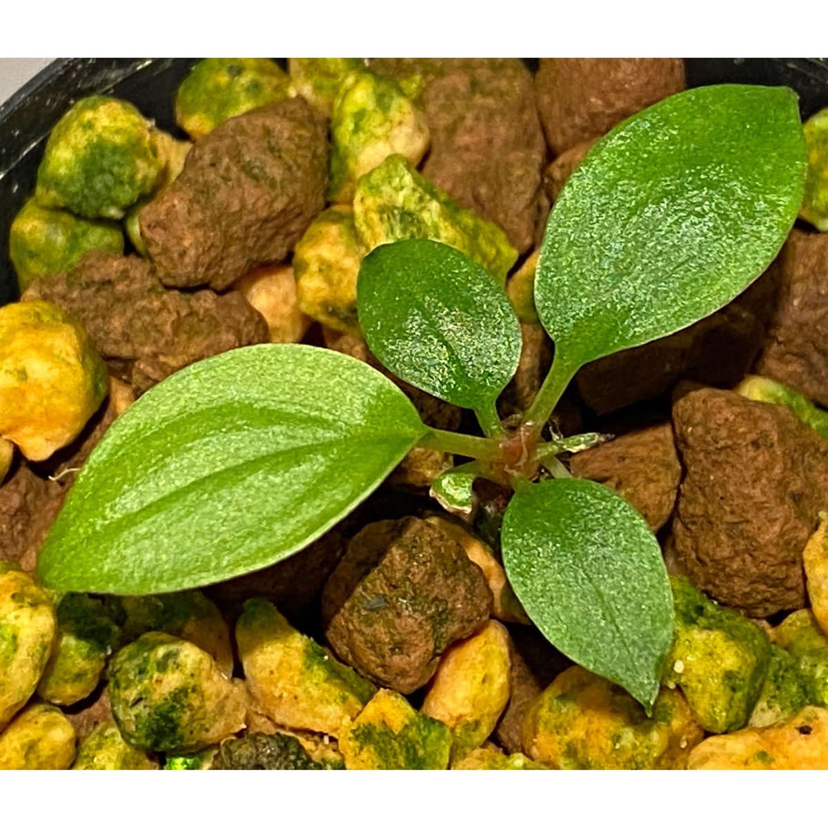 ホマロメナ　Homalomena sp. from padang Homalomena sp. from Padang sumatera [LA0117-02]