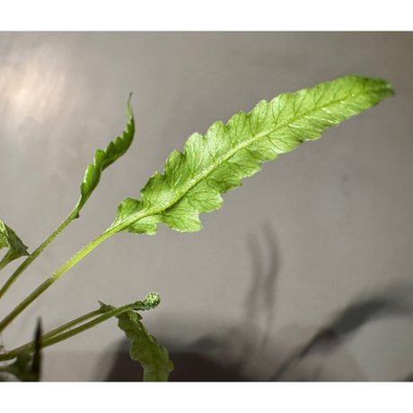 Thelypteris pinnatifida from Colombia [LA0316-03]