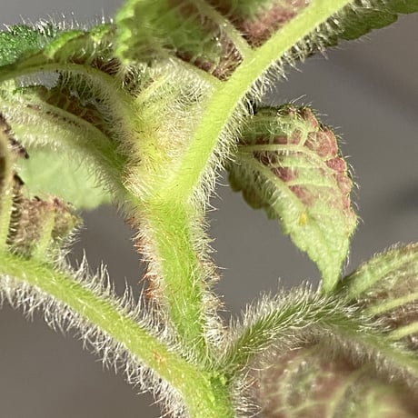 Kohleria inaequalis from Ecuador