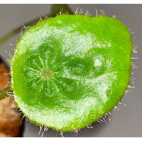 Begonia kingiana from Jerantut [TK170717]