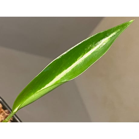 Aglaonema vittatum “Pinwheel" from Pulau Lingga [STY]