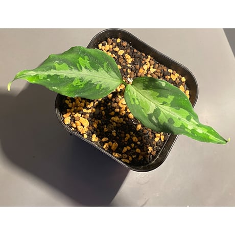 Aglaonema pictum tricolor from Sumatera A2 [TK070918]