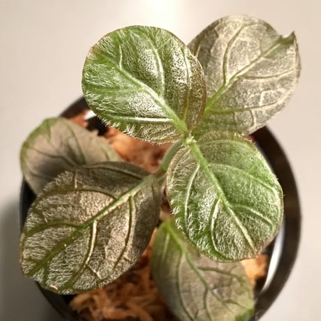 Acanthaceae gen. from Matang [TK211017]