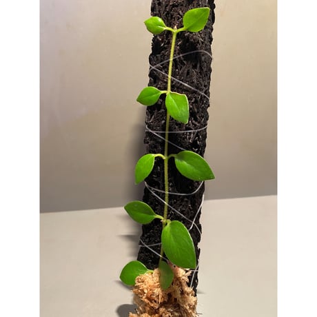 Aeschynanthus sp. from South Sulawesi [STRINGE PLANTS]