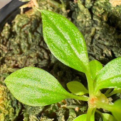 Homalomena sp. from Solok sumatera [LA0616-03]