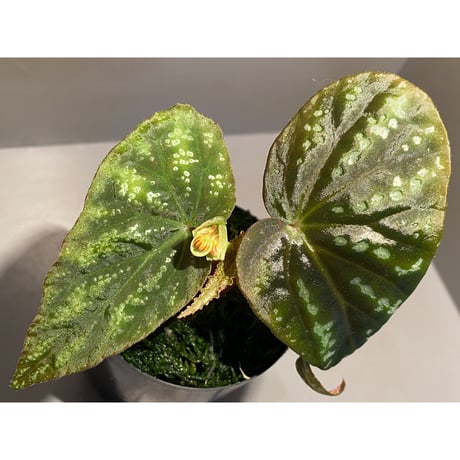 Begonia variabilis from Dabong [TK150717]