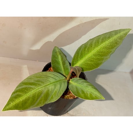 Ardisia malouiana from Sintang [HW0220-07]