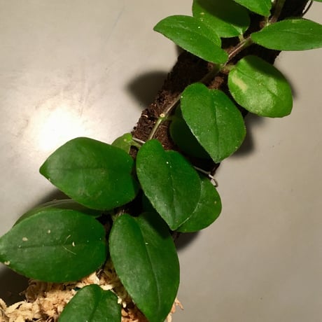 Aeschynanthus sp. from Sluwesi