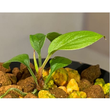 Homalomena sp. from Padang sumatera [LA0117-02]