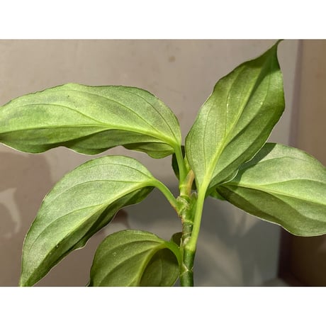 Aglaonema picutm "Phantom" WS from Padang [AZ0914-2b]