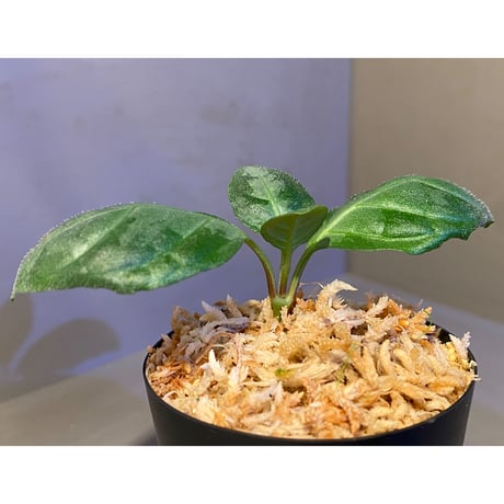Gymnostachyum sp. from Aceh sumatera [LA1116-02]