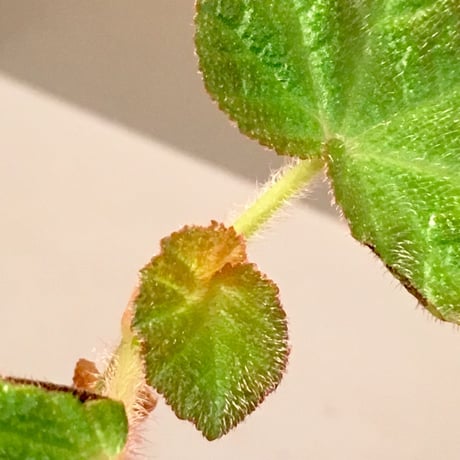 Begonia sp. from Manaus