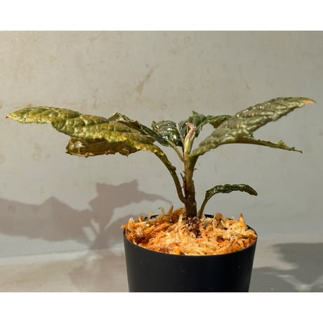 Ardisia sp. from Bengkulu [LA0315-1]