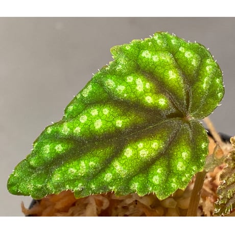 Begonia tenuifolia from Sukasada Bali [S0320-02] 伊藤蟻植物農園