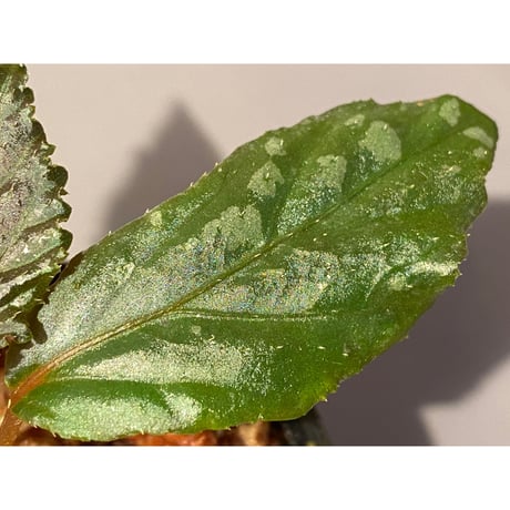 Begonia sp. from Sarawak