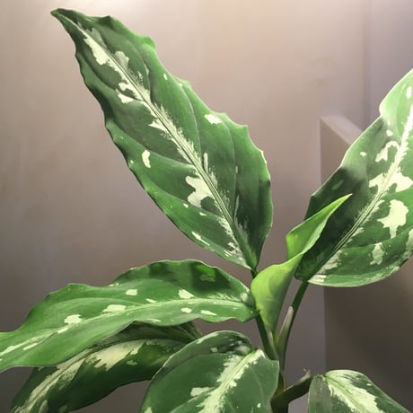 Aglaonema pictum from Sumatera A2 [TK070918]タグ付き