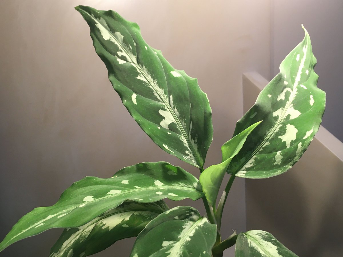 Aglaonema pictum from Sumatera A2 [TK070918]タグ付