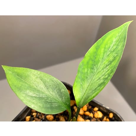 Aglaonema nebulosum from Kuala Rompin [TK220916-2]