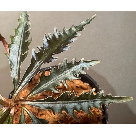 Labisia sp. from Jambi Sumatera