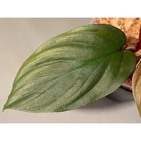 Homalomena sp. from Pahang Malaysia [R0718-02] RIO