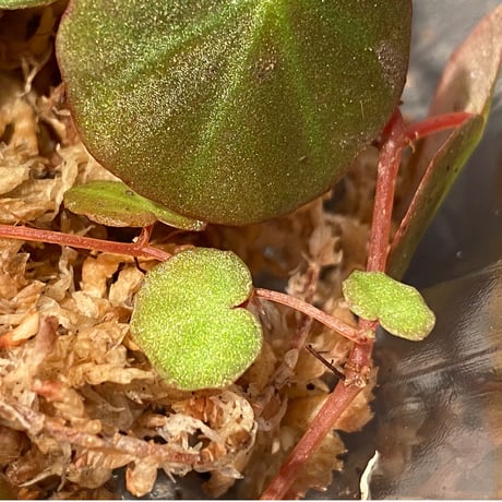 Begonia lichenora (sp.Mini) from Kalimantan Sarawak border [LA]