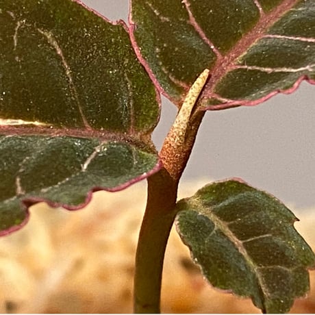 Labisia sp. from Riau Sumatera