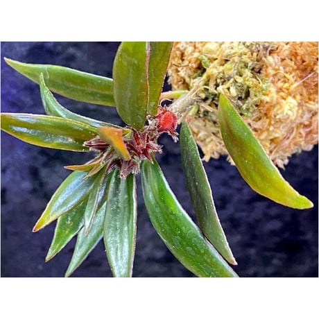 Columnea cf. crassifolia from Colombia [LA0316-03-f1]