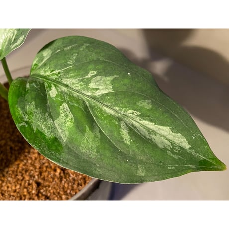 Aglaonema pictum A "しるば〜らいん" from Aceh sumatera [LA0315-04j]