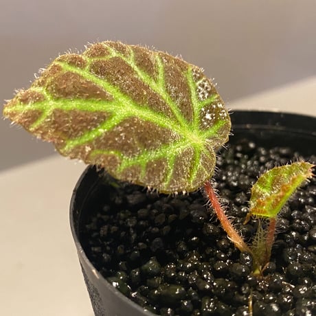 Begonia sp . from Sumpur [TK031117]