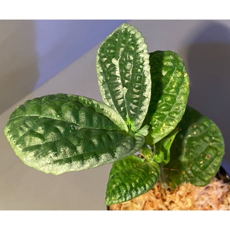 Gesneriaceae sp. from West Kalimantan