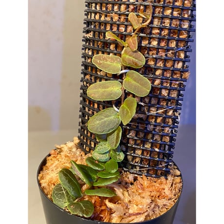 Marcgravia sp. "Bronze"