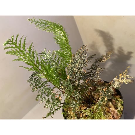Cephalomanes obscurum (オニホラゴケ) from Okinawa Japan (沖縄本島産) ②
