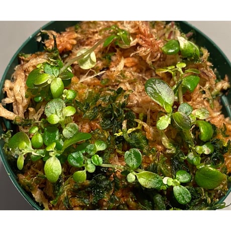 Pilea imparifolia from Iquitos Peru [tanakay]