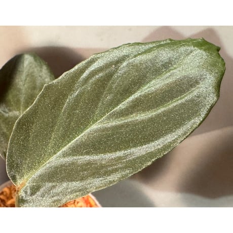 Homalomena sp. from Sarawak Borneo [KSB]