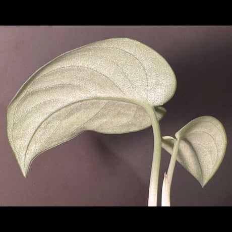 Scindapsus sp. from Tambunan Sabah Borneo