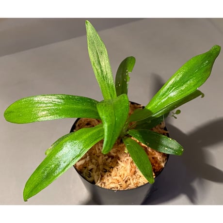 Schismatoglottis sp. "初霜錦" from Murung raya [LA0515-05]